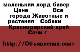 маленький лорд бивер › Цена ­ 10 000 - Все города Животные и растения » Собаки   . Краснодарский край,Сочи г.